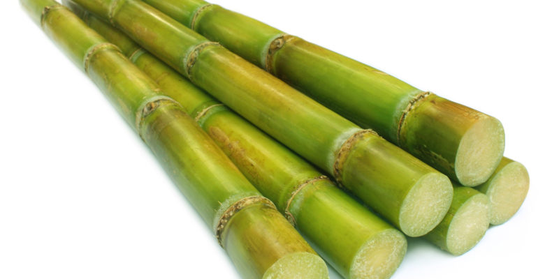 Fresh sugar cane